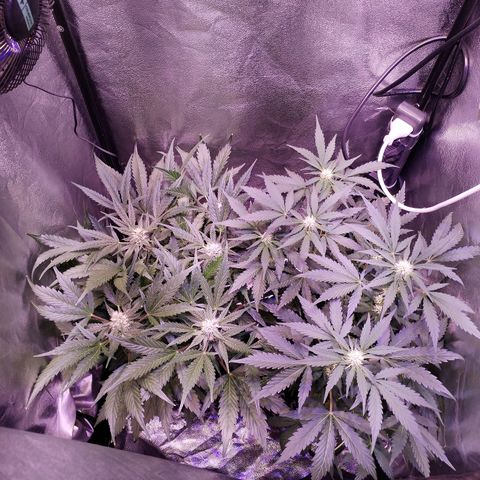 Tropicana poison F1 growlog timeline photo