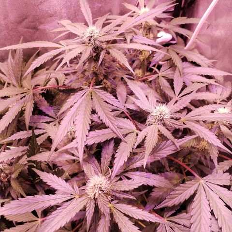 Tropicana poison F1 growlog timeline photo