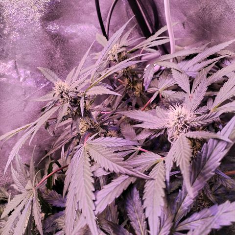 Tropicana poison F1 growlog timeline photo