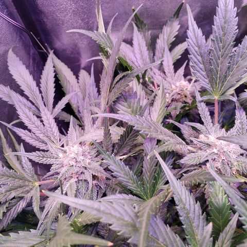 Tropicana poison F1 growlog timeline photo