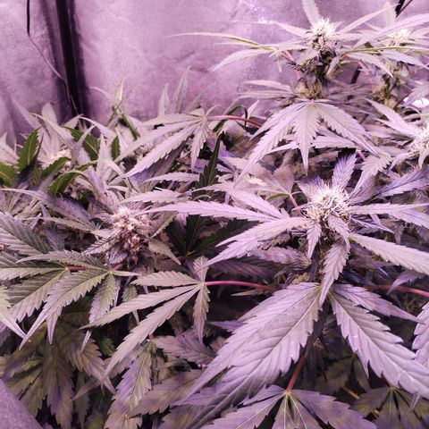 Tropicana poison F1 growlog timeline photo