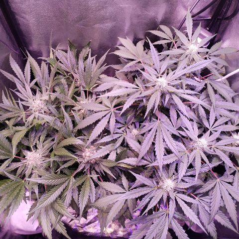 Tropicana poison F1 growlog timeline photo