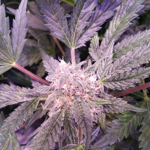 Tropicana poison F1 growlog timeline photo
