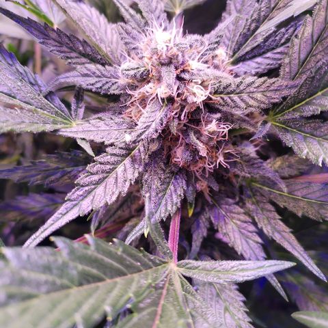 Tropicana poison F1 growlog timeline photo
