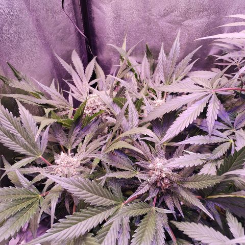 Tropicana poison F1 growlog timeline photo