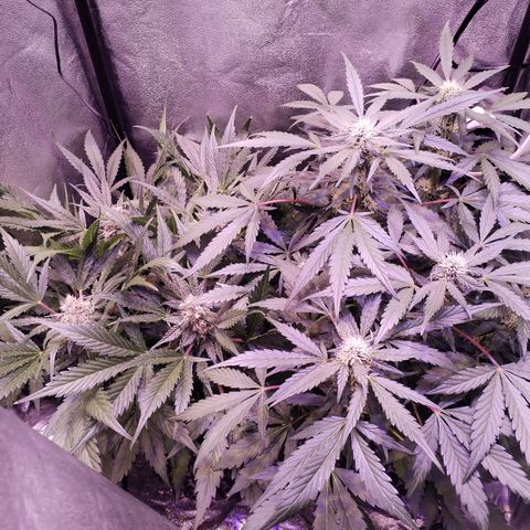 Tropicana poison F1 growlog timeline photo