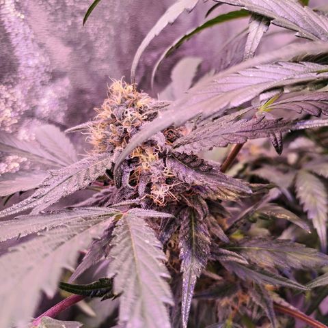 Tropicana poison F1 growlog timeline photo