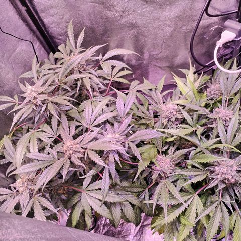 Tropicana poison F1 growlog timeline photo