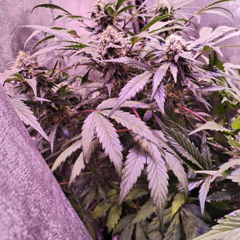Tropicana poison F1 growlog timeline photo