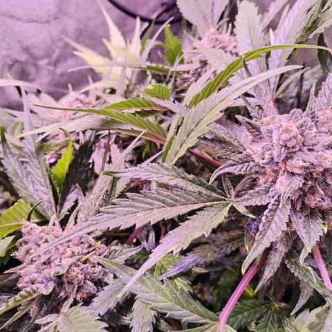 Tropicana poison F1 growlog timeline photo
