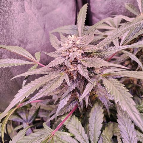 Tropicana poison F1 growlog timeline photo