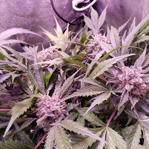 Tropicana poison F1 growlog timeline photo