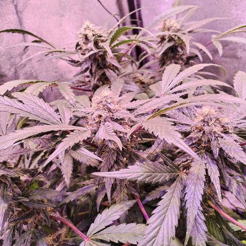 Tropicana poison F1 growlog timeline photo