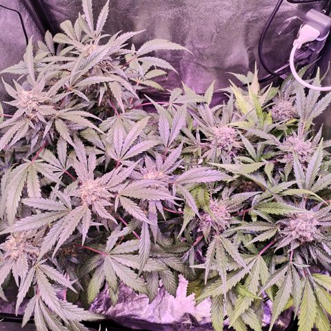 Tropicana poison F1 growlog timeline photo