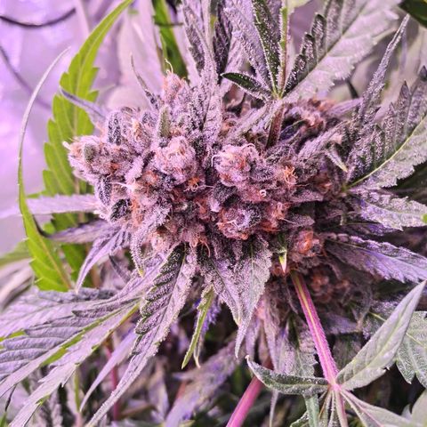 Tropicana poison F1 growlog timeline photo