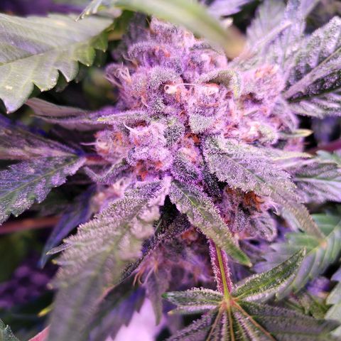 Tropicana poison F1 growlog timeline photo
