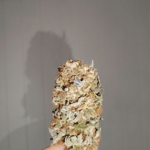 Tropicana poison F1 growlog timeline photo