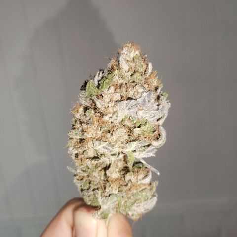 Tropicana poison F1 growlog timeline photo