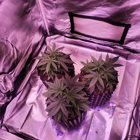 Cream 47  #1 growlog timeline photo