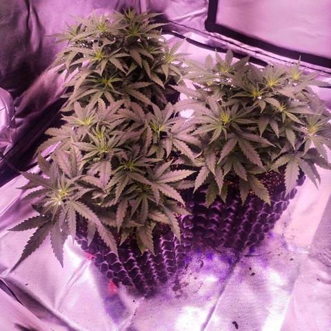 Cream 47  #1 growlog timeline photo