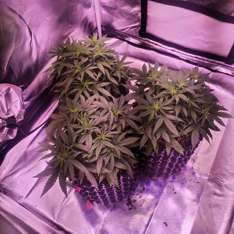 Cream 47  #1 growlog timeline photo