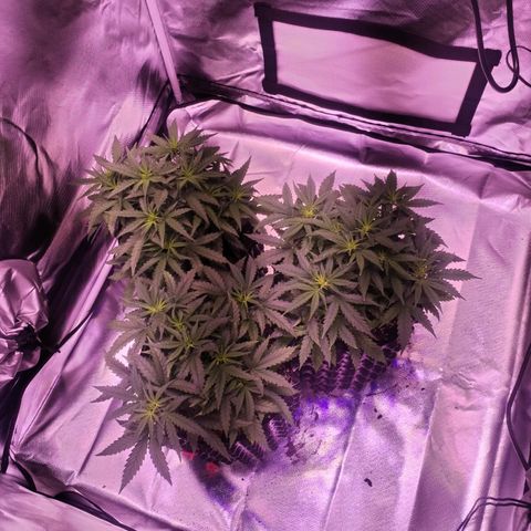 Cream 47  #1 growlog timeline photo