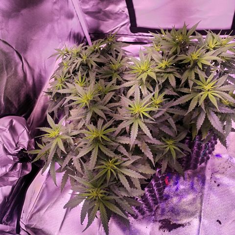 Cream 47  #1 growlog timeline photo