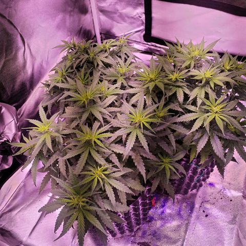 Cream 47  #1 growlog timeline photo