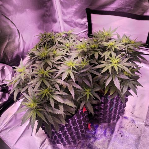 Cream 47  #1 growlog timeline photo
