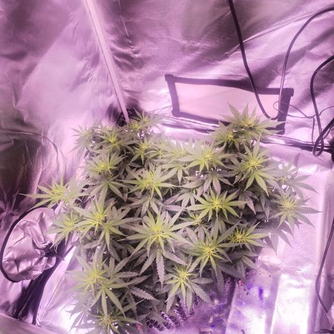 Cream 47  #1 growlog timeline photo