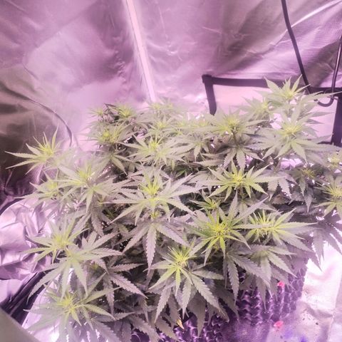 Cream 47  #1 growlog timeline photo