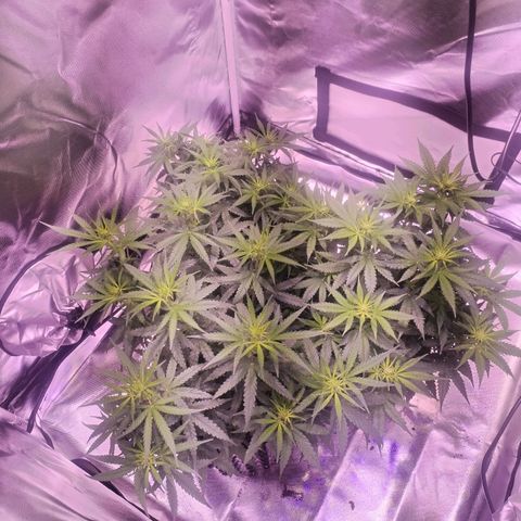 Cream 47  #1 growlog timeline photo