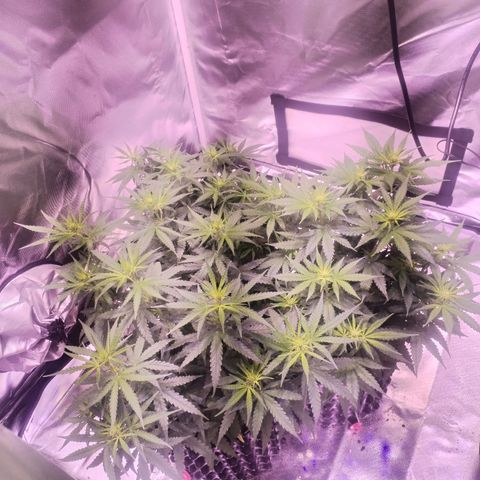 Cream 47  #1 growlog timeline photo