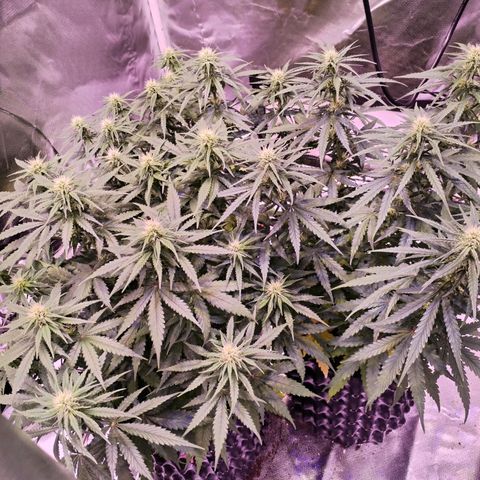 Cream 47  #1 growlog timeline photo