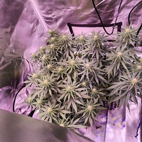Cream 47  #1 growlog timeline photo