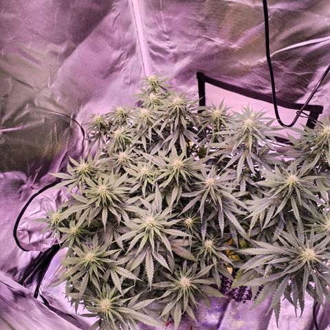 Cream 47  #1 growlog timeline photo
