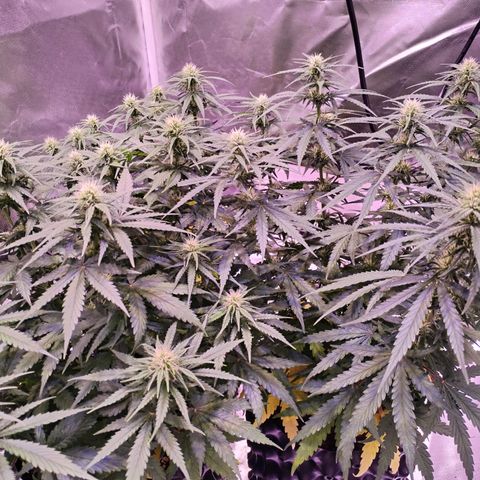 Cream 47  #1 growlog timeline photo