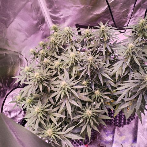 Cream 47  #1 growlog timeline photo