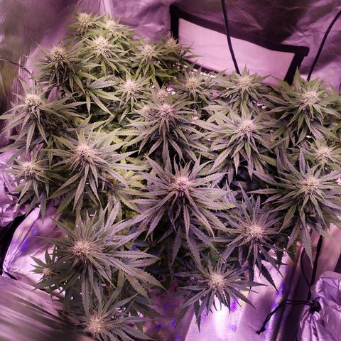 Cream 47  #1 growlog timeline photo