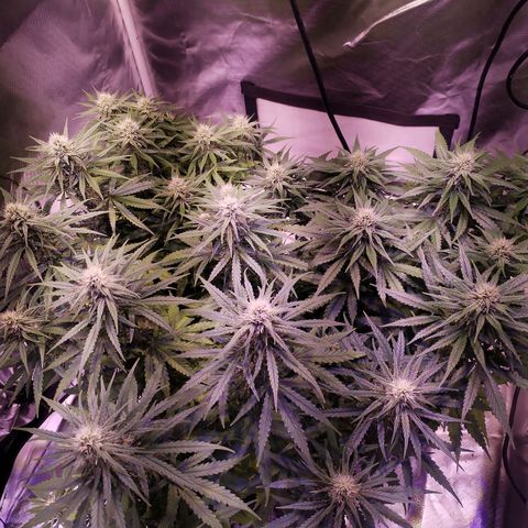 Cream 47  #1 growlog timeline photo
