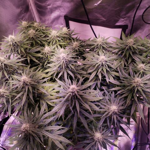 Cream 47  #1 growlog timeline photo