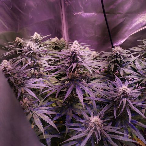 Cream 47  #1 growlog timeline photo
