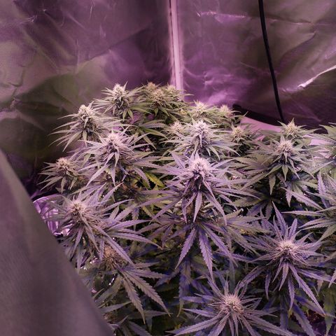Cream 47  #1 growlog timeline photo