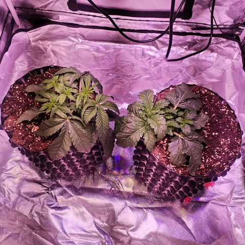 Wedding Cake growlog timeline photo