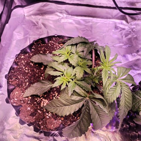Wedding Cake growlog timeline photo