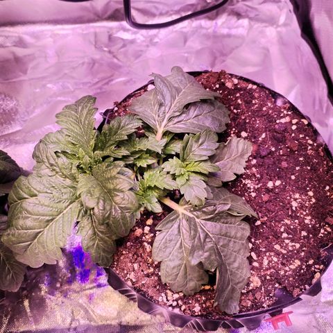 Wedding Cake growlog timeline photo