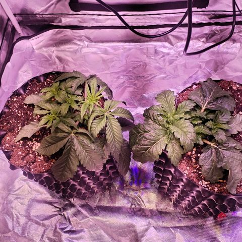 Wedding Cake growlog timeline photo
