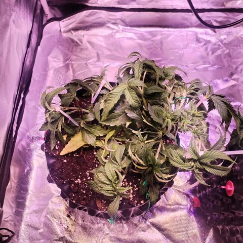 Wedding Cake growlog timeline photo