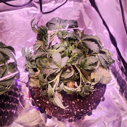 Wedding Cake growlog timeline photo