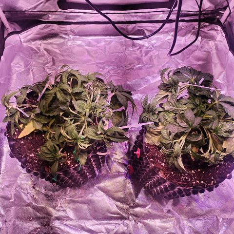 Wedding Cake growlog timeline photo